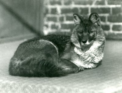 An Endangered Dhole or Asiatic Wild Dog Resting at London Zoo, 1923 by Frederick William Bond